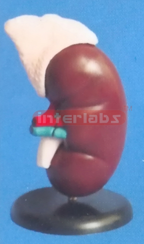 ANATOMICAL MAGNIFIED KIDNEY WITH ADRENAL GLAND (3 PCS)